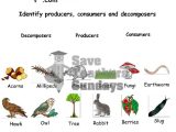 Producer Consumer Decomposer Worksheet with 23 Best Year 1 Animals Including Humans Lesson Plans Worksheets