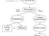 Prokaryotic and Eukaryotic Cells Worksheet Answer Key Flinn Scientific or Cellular Respiration Simple English the Free