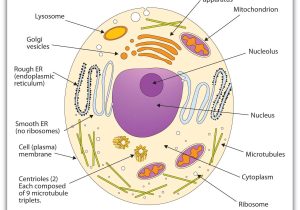 Prokaryotic and Eukaryotic Cells Worksheet Answer Key Flinn Scientific with Membranes and Membrane Lipids