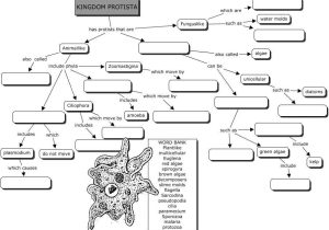 Prokaryotic and Eukaryotic Cells Worksheet Answers Along with Kingdom Protista Concept Map
