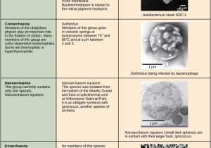 Prokaryotic and Eukaryotic Cells Worksheet Answers as Well as Prokaryotes Bacteria & Archaea