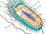 Prokaryotic and Eukaryotic Cells Worksheet Answers with Unique Characteristics Of Prokaryotic Cells