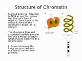 Protein Structure Pogil Worksheet Answers Along with Embed Of Structure Of Chromatin