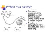 Protein Structure Pogil Worksheet Answers and Polymer Structure Proteins softland