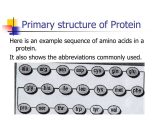 Protein Structure Pogil Worksheet Answers as Well as Primary Protein Bing Images