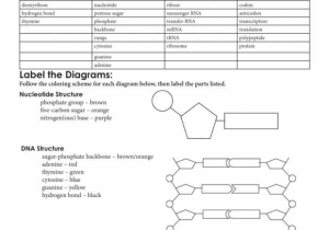 Protein Synthesis and Amino Acid Worksheet Also Unique Transcription and Translation Worksheet Answers New Rna and