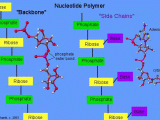Protein Synthesis and Amino Acid Worksheet Answers with Nucleotides Chemwiki