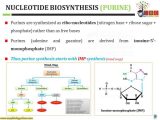 Protein Synthesis Practice Worksheet Also Nucleotide Synthesis Denovo and Salvage Pathways Of Purine