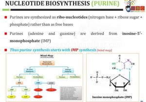 Protein Synthesis Practice Worksheet Also Nucleotide Synthesis Denovo and Salvage Pathways Of Purine
