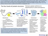Protein Synthesis Practice Worksheet together with 24 Proteins Essential Idea Proteins Have A Very Wide Range