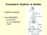 Protein Synthesis Practice Worksheet together with Pin Protein Sindirimi On Pinterest