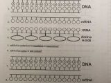Protein Synthesis Review Worksheet Answers Along with Unique Transcription and Translation Worksheet Answers New Rna and