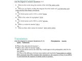 Protein Synthesis Review Worksheet Answers or Unique Transcription and Translation Worksheet Answers New Rna and