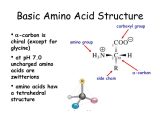 Protein Synthesis Review Worksheet or Acidic Amino Acid Structure Galleryhip the Hippest