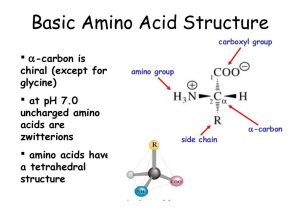 Protein Synthesis Review Worksheet or Acidic Amino Acid Structure Galleryhip the Hippest