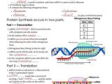 Protein Synthesis Worksheet and 363 Best Genetics Images On Pinterest