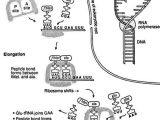 Protein Synthesis Worksheet and 9 Best Dna Rna Images On Pinterest
