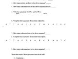 Protein Synthesis Worksheet Answer Key Part B or It 260 Worksheet Essay Service Petermpaperhylloriajohnson