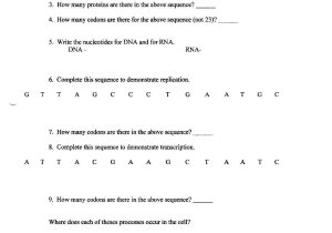 Protein Synthesis Worksheet Answer Key Part B or It 260 Worksheet Essay Service Petermpaperhylloriajohnson