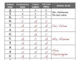 Protein Synthesis Worksheet Key and 119 Best Dna & Protein Synthesis Bio Images On Pinterest