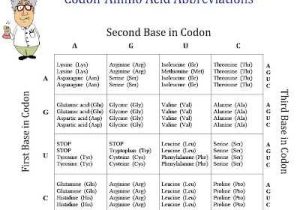 Protein Synthesis Worksheet together with 100 Best Genetics Protein Systhesis Images On Pinterest