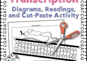 Protein Synthesis Worksheet together with Beautiful Transcription and Translation Worksheet Lovely