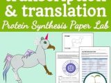 Protein Synthesis Worksheet together with Protein Synthesis Transcription and Translation