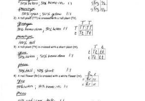 Punnett Square Practice Problems Worksheet Also Best Punnett Square Worksheet Best Punnett Square Problems
