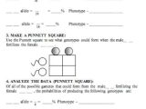 Punnett Square Practice Problems Worksheet as Well as 26 Fresh Punnett Square Worksheet 1 Answer Key Gallery