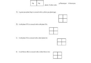 Punnett Square Practice Problems Worksheet or Best Punnett Square Worksheet New Punnett Square Worksheet 1