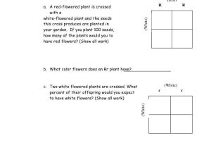 Punnett Square Practice Problems Worksheet together with Worksheets 45 Lovely Punnett Square Worksheet High Definition