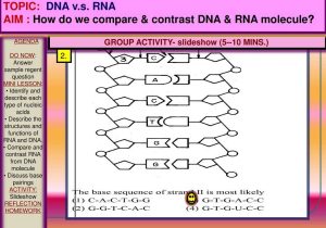 Recombinant Dna Technology Worksheet Answers Along with Dna Sample 1 and 7 topic Dna Vs Rna Ppt