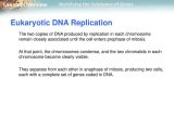 Recombinant Dna Technology Worksheet Answers Along with Lesson Overview 122 the Structure Of Dna Ppt