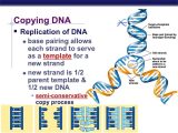 Recombinant Dna Technology Worksheet Answers Also Dna Replication Hindi Youtube