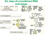 Recombinant Dna Technology Worksheet Answers together with asam Nukleat Replika Dna Dan Bio Sintesis Protein Dalam Sel