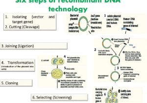 Recombinant Dna Technology Worksheet Answers together with asam Nukleat Replika Dna Dan Bio Sintesis Protein Dalam Sel