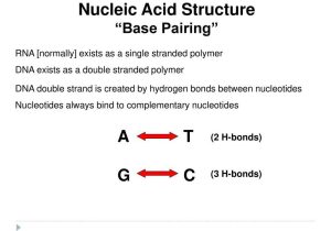 Recombinant Dna Technology Worksheet Answers together with Nucleic Acids Dna and Rna Ppt