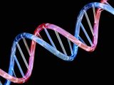 Recombinant Dna Technology Worksheet Answers together with Researchers Find New Genetic Clues to Longevity Time Auteh