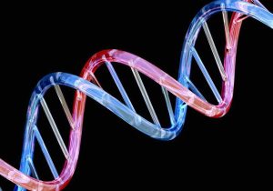 Recombinant Dna Technology Worksheet Answers together with Researchers Find New Genetic Clues to Longevity Time Auteh
