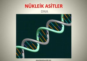 Recombinant Dna Technology Worksheet Answers with Nklei K asi Tler Dna Portali Blse