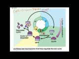 Regulating the Cell Cycle Worksheet and 12 Best Cancer Biology Cell Cycle Images On Pinterest