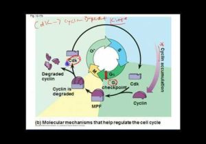 Regulating the Cell Cycle Worksheet and 12 Best Cancer Biology Cell Cycle Images On Pinterest
