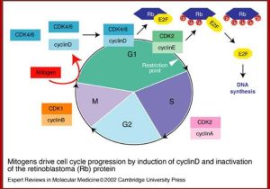 Regulating the Cell Cycle Worksheet as Well as Cell Cycle Diagram Labeled Elegant Cell Cycle Regulation