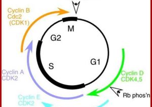 Regulating the Cell Cycle Worksheet with the Cell Cycle Diagram Fresh Cell Cycle Regulation