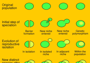 Reproductive Barriers Worksheet Answers Also Types Of Speciation Evolution Definitions