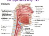 Respiratory System Medical Terminology Worksheet Also Upper Respiratory Tract Nasopharynx Osopharynx Laryngopharynx