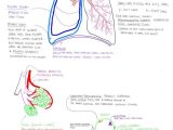 Respiratory System Medical Terminology Worksheet and 88 Best A&p Respiratory System Images On Pinterest