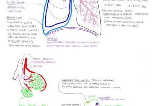 Respiratory System Medical Terminology Worksheet and 88 Best A&p Respiratory System Images On Pinterest