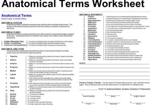 Respiratory System Medical Terminology Worksheet or Großzügig Anatomy and Physiology Questions for Medical Coding Bilder