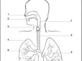 Respiratory System Worksheet Along with 10 Best Digestive System Images On Pinterest